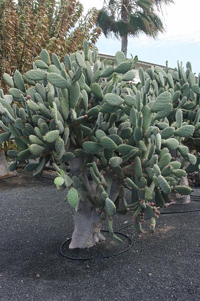 IMG_8842.JPG - Kaktusar fanns det i massor!