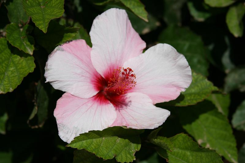 IMG_8930.JPG - En rosa till.... har nog en förkärlek för denna blomma!